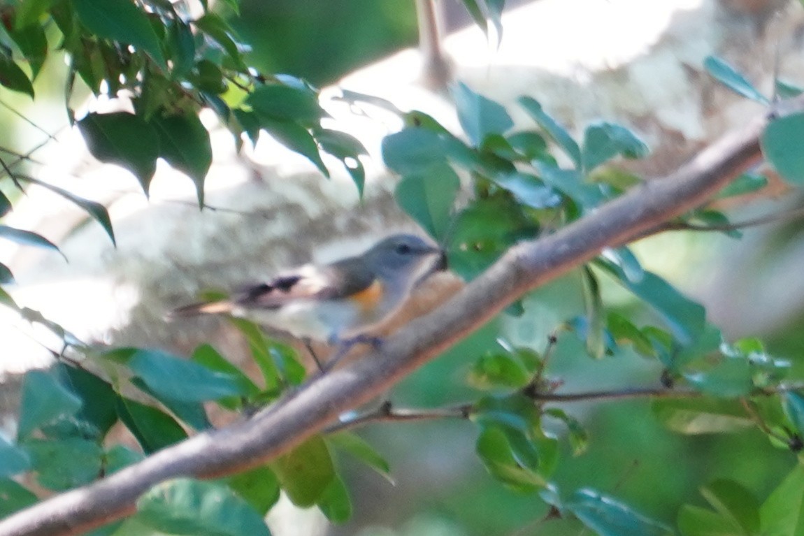 American Redstart - ML287167481