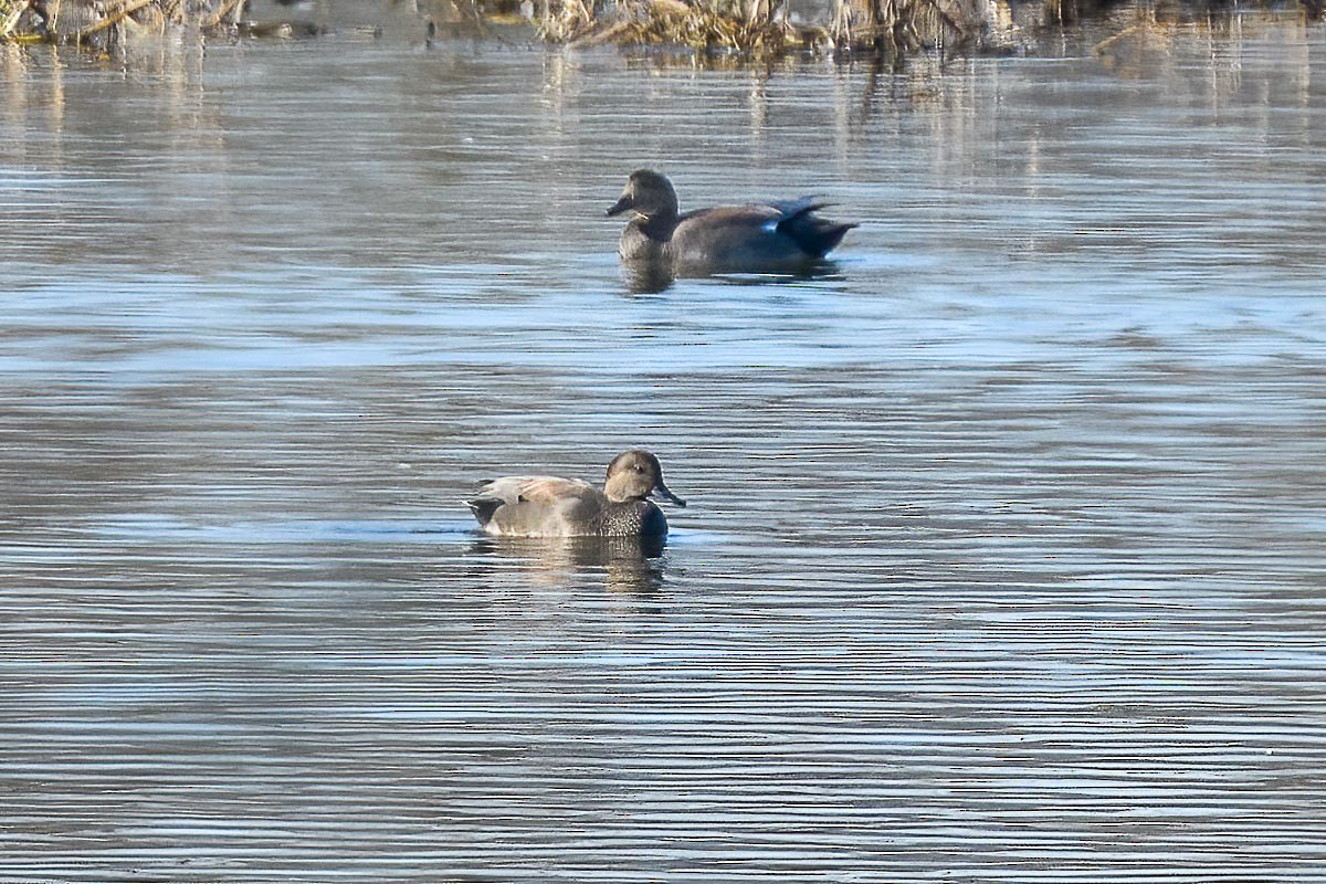 Gadwall - ML287167691