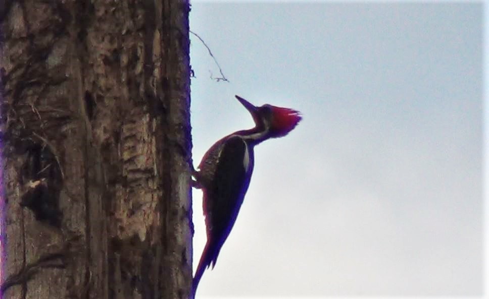 Lineated Woodpecker - ML287167711