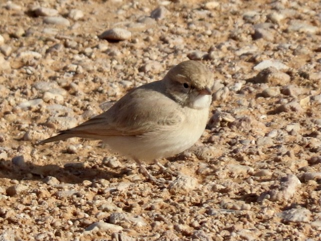 Bar-tailed Lark - Gregory Askew