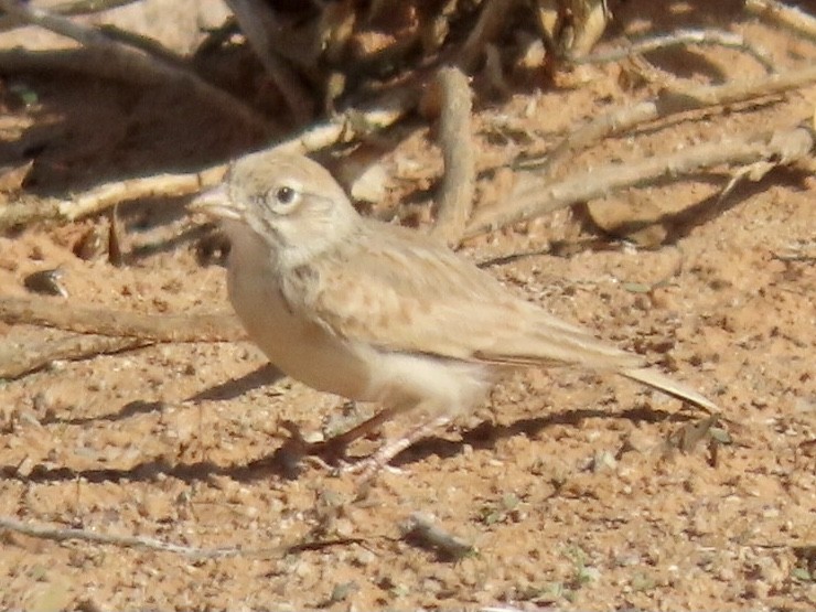 Arabian Lark - ML287168521