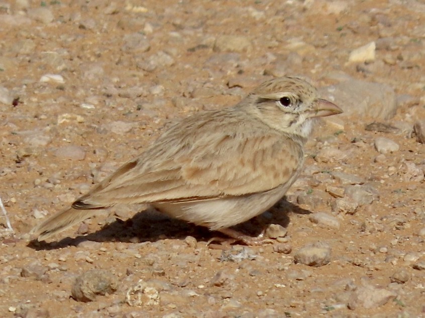 Arabian Lark - ML287168531