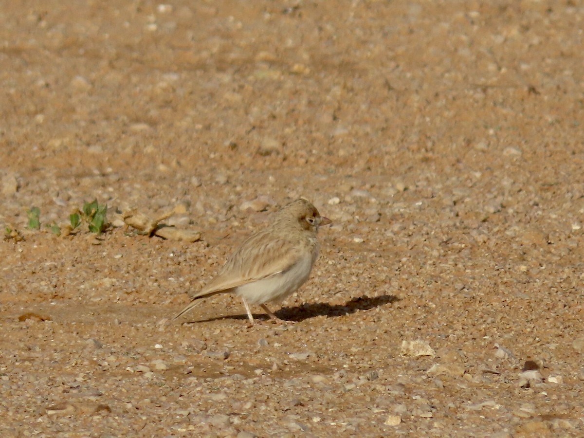 Arabian Lark - ML287168541
