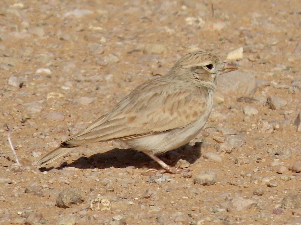 Arabian Lark - ML287168551