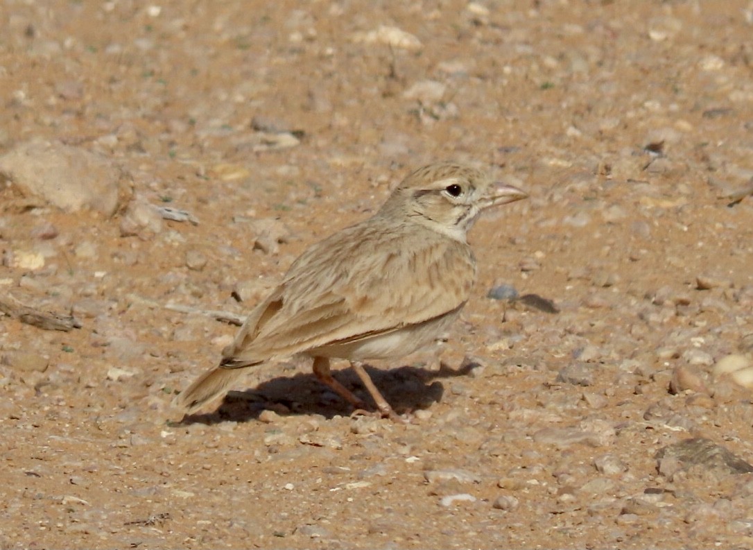 Arabian Lark - Gregory Askew