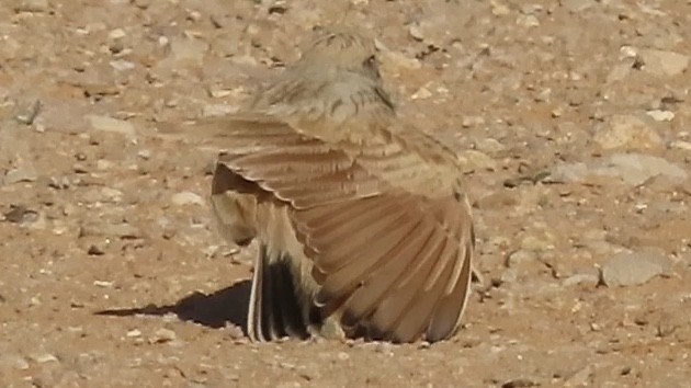 Arabian Lark - Gregory Askew