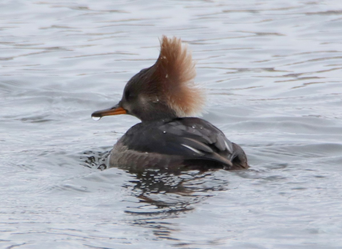 Hooded Merganser - ML287170941