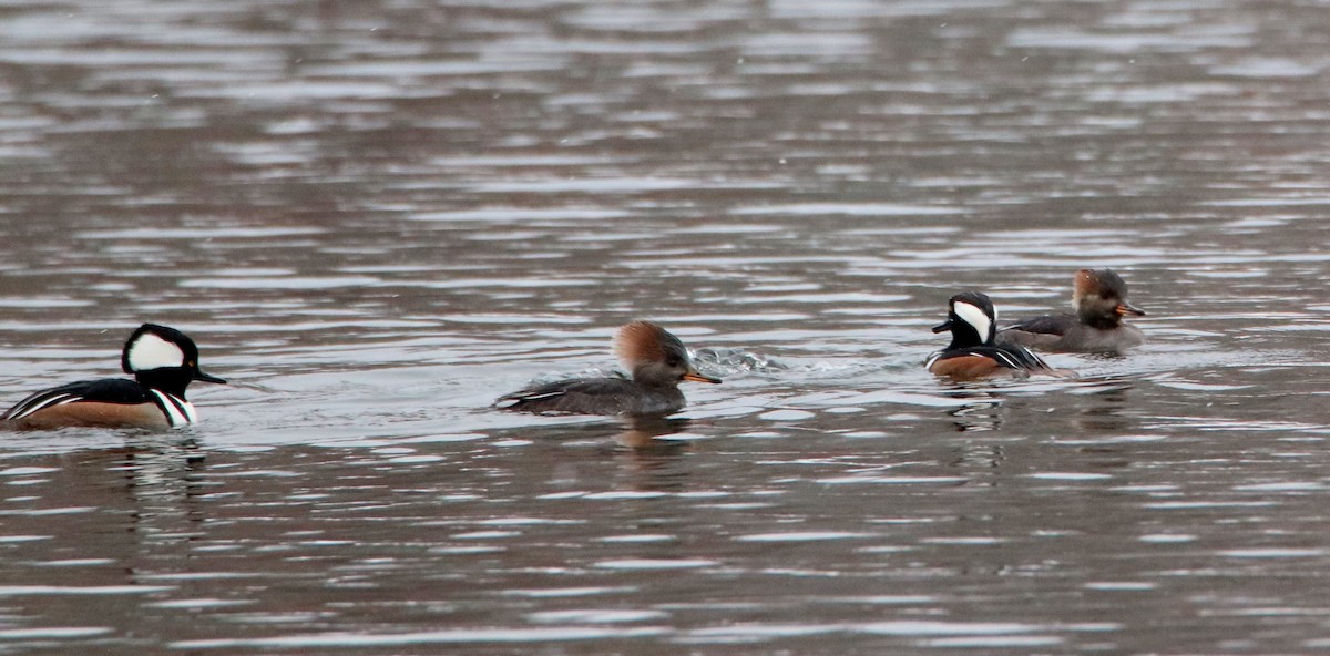 Hooded Merganser - ML287171011