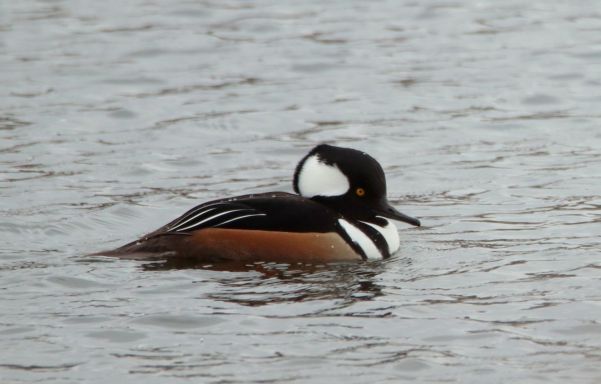 Hooded Merganser - ML287171041