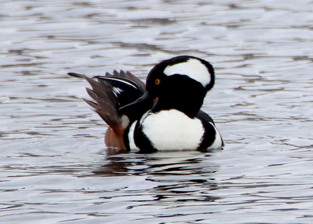 Hooded Merganser - ML287171071