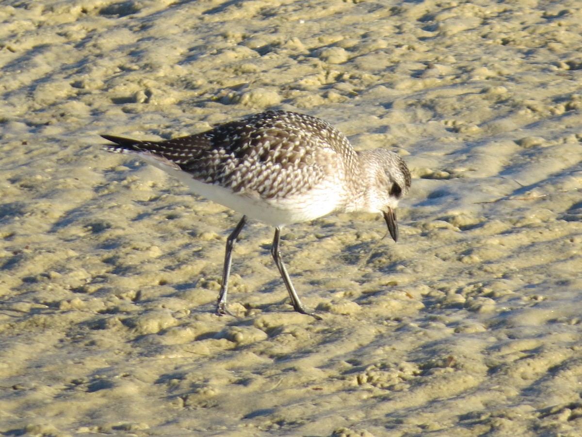 Black-bellied Plover - ML287171101