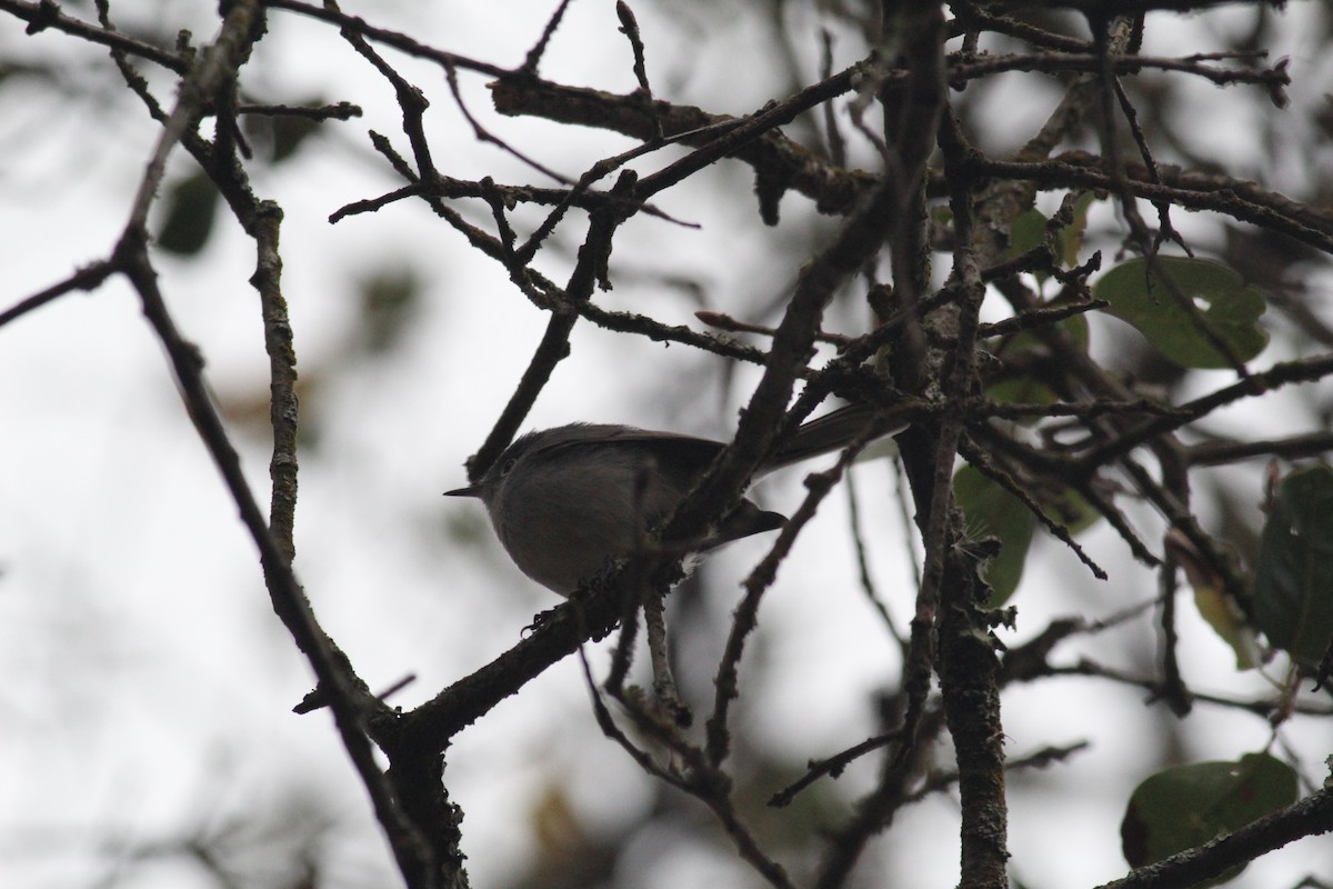 Blue-gray Gnatcatcher - ML287172351