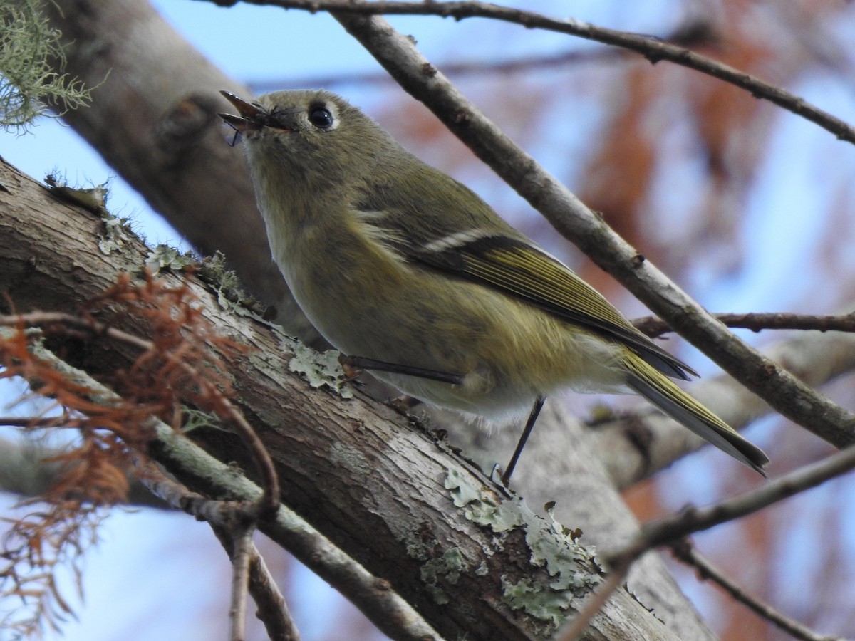 Ruby-crowned Kinglet - ML287173121