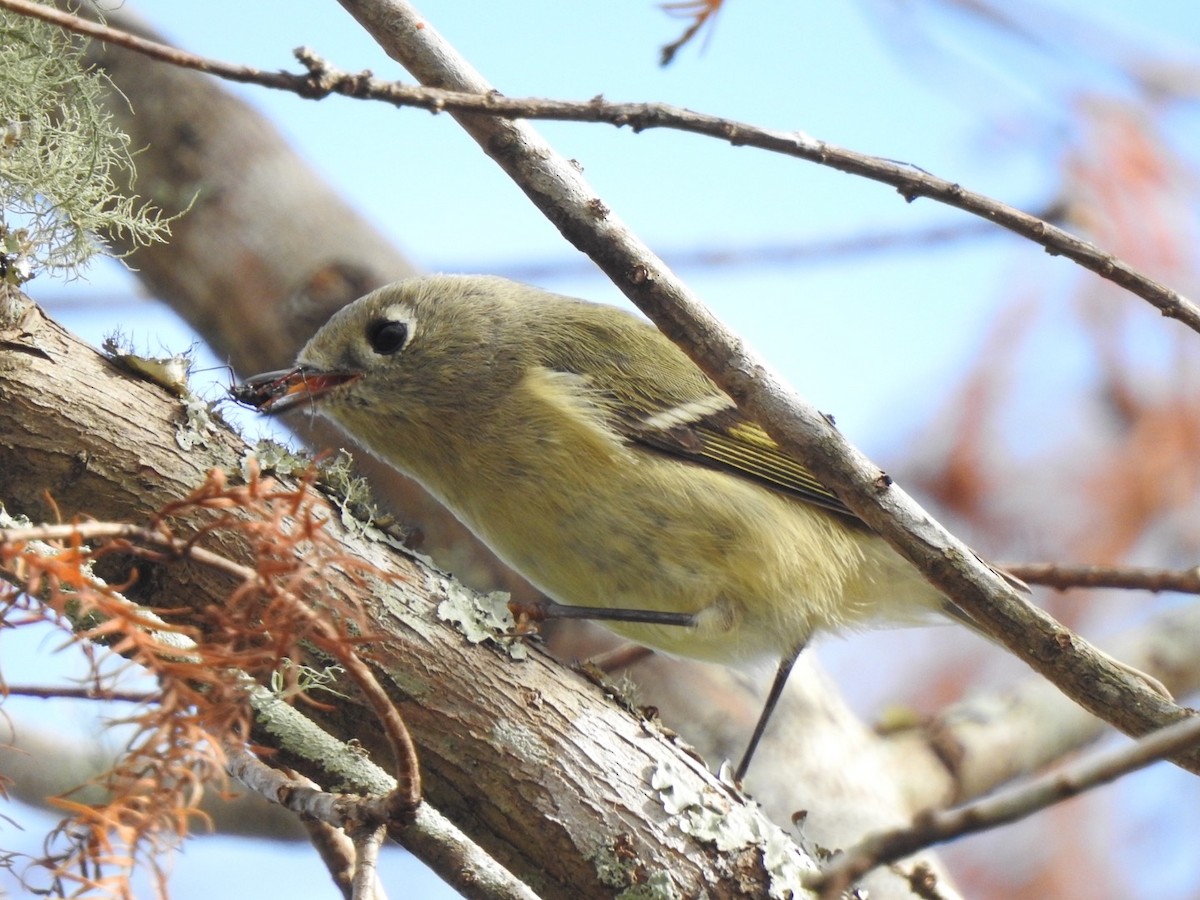 Ruby-crowned Kinglet - ML287173141