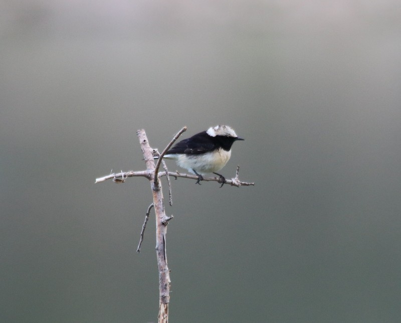 Cyprus Wheatear - Luke Nash