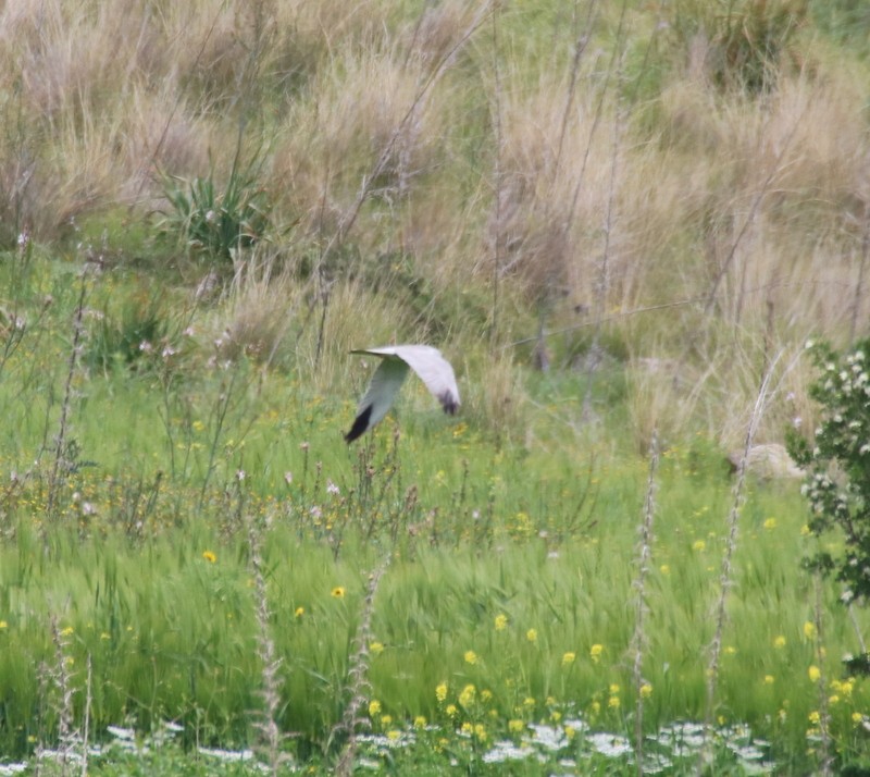 Pallid Harrier - ML287174891