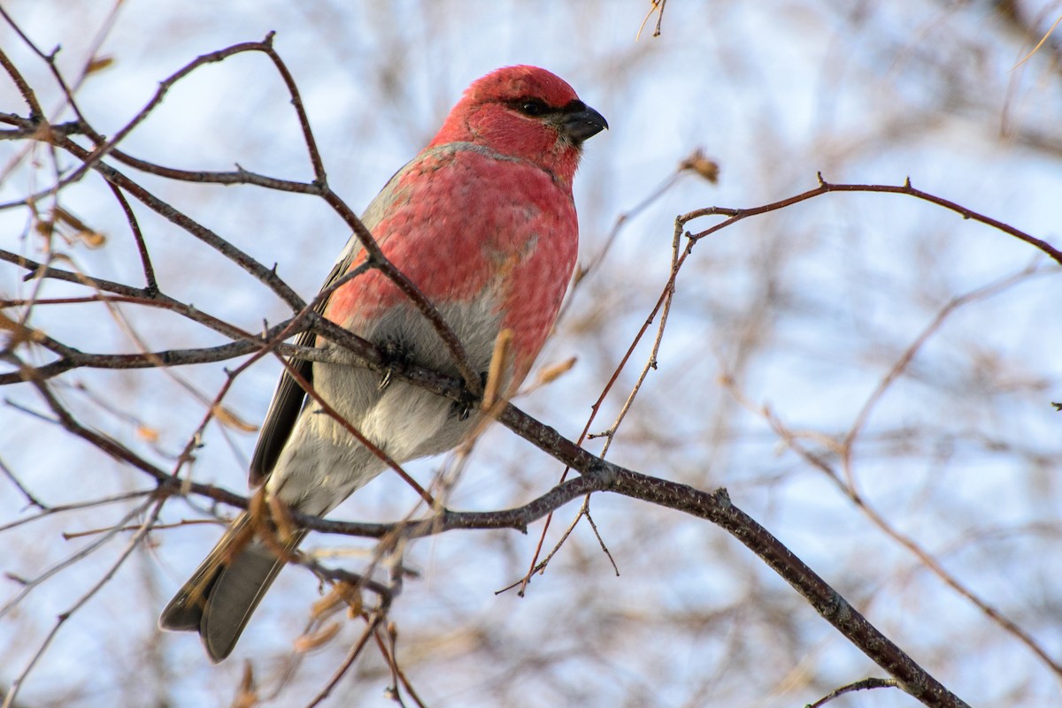 Pine Grosbeak - Vicki St Germaine