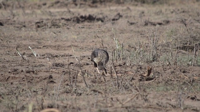 Crested Caracara (Northern) - ML287176291