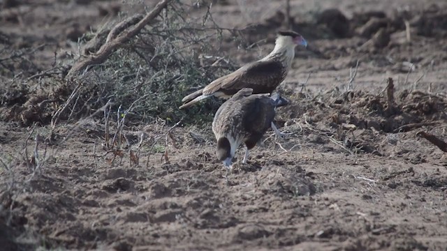 Caracara huppé (cheriway) - ML287178341