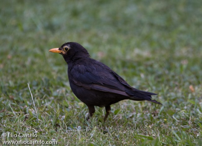 Eurasian Blackbird - ML287179761