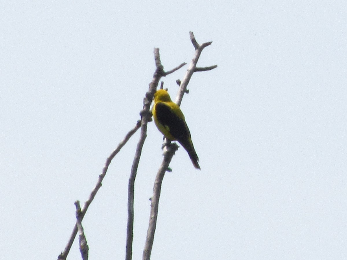 Eurasian Golden Oriole - ML287180291