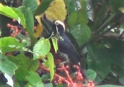 Yellow-tufted Woodpecker - ML287180801
