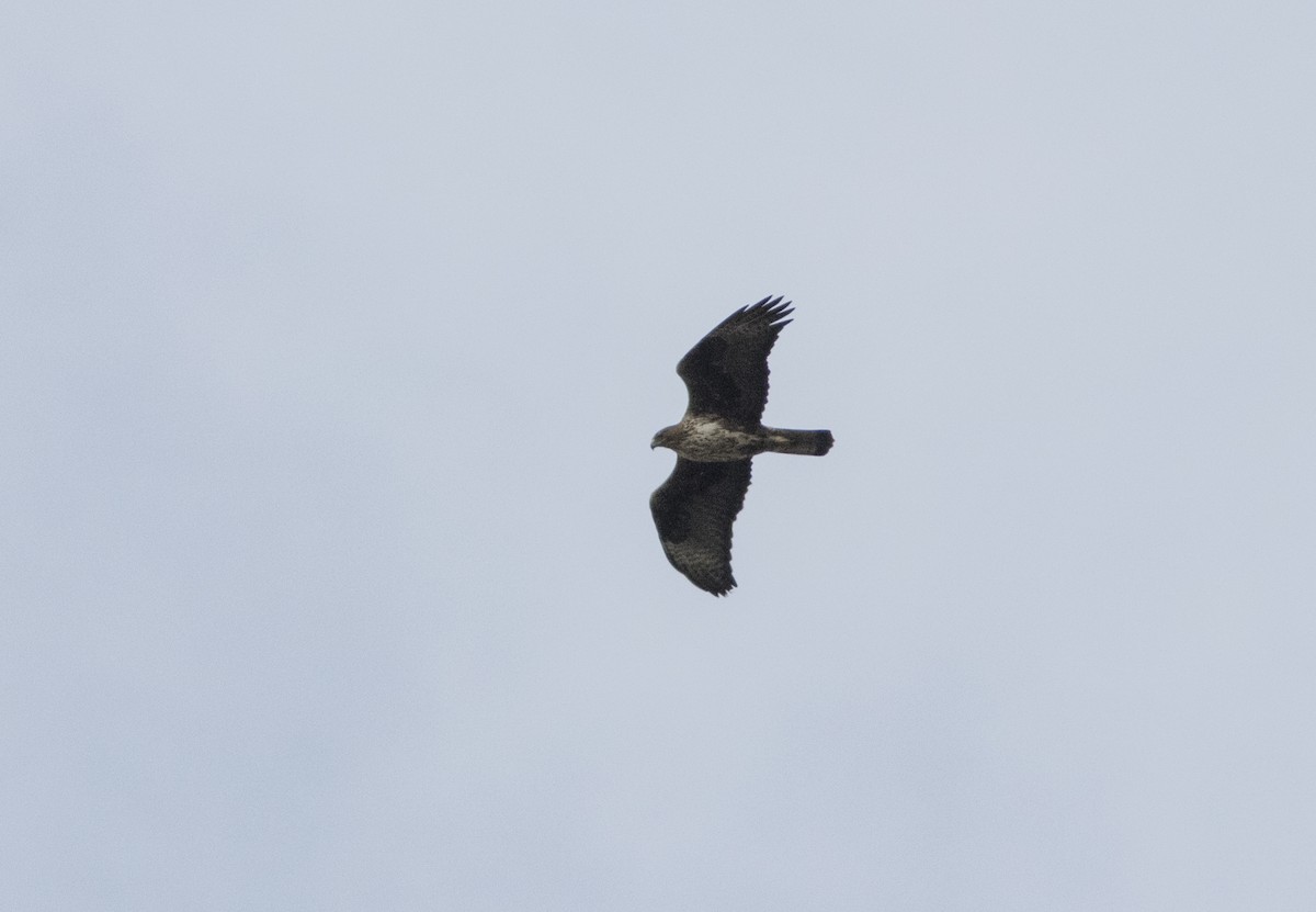 Bonelli's Eagle - ML287180831