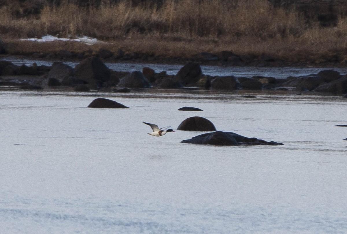 Common Shelduck - ML287180871