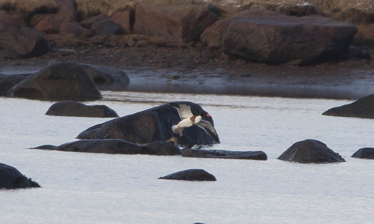 Common Shelduck - ML287180881