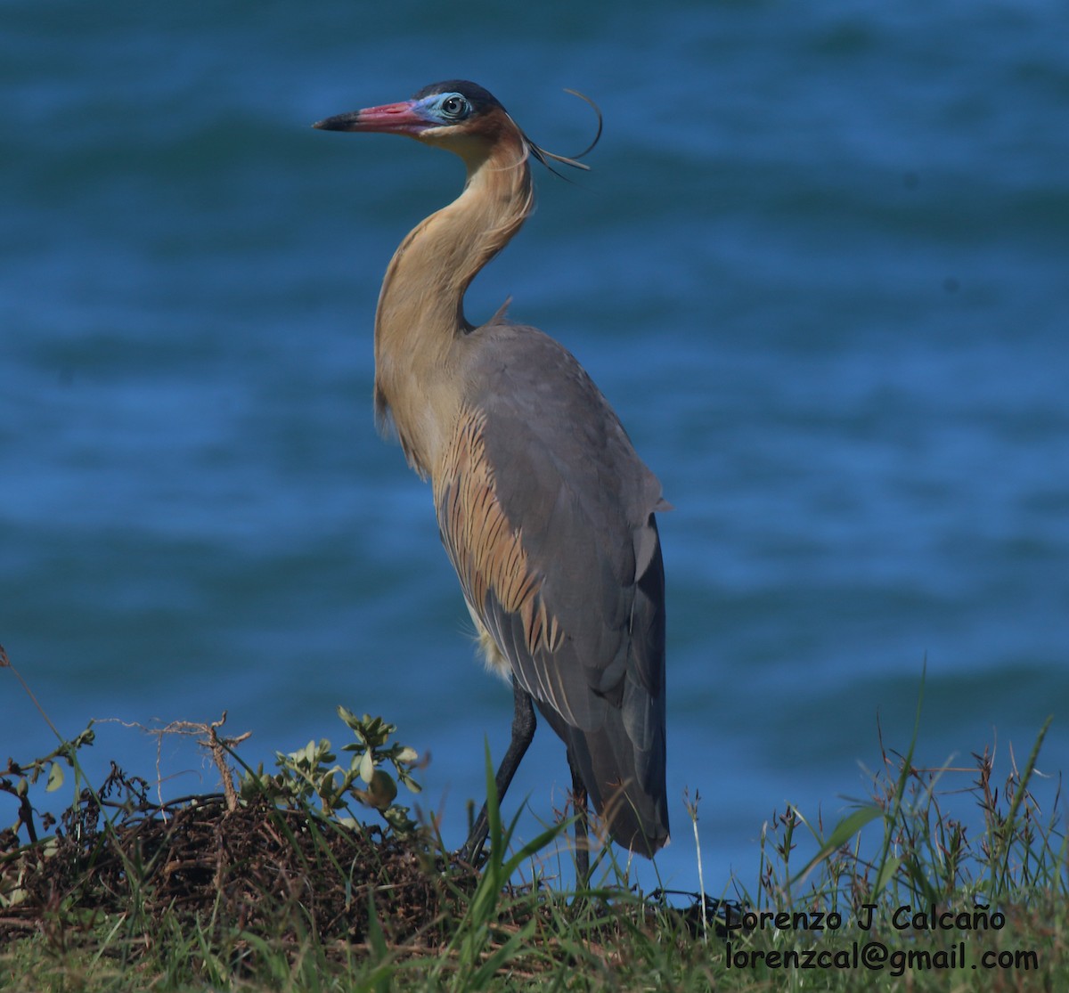 Whistling Heron - ML287182181