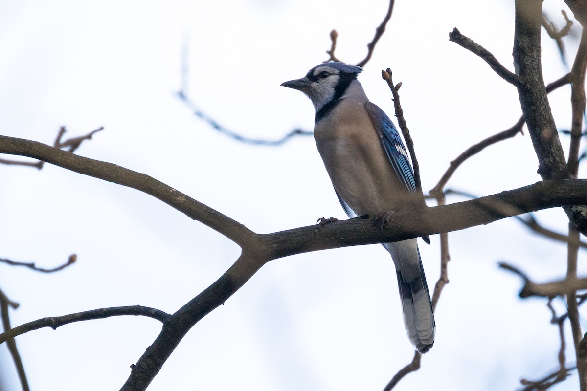 Blue Jay - ML287183201