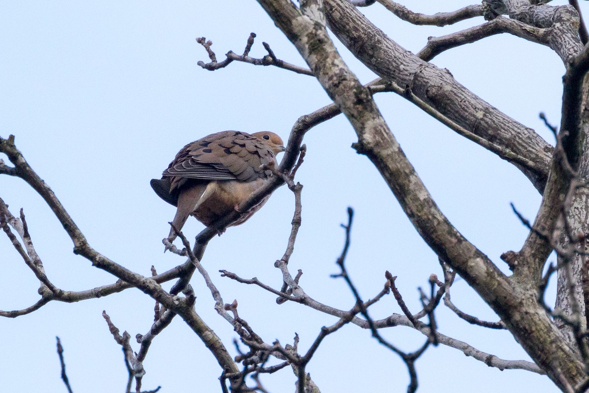 Mourning Dove - ML287183391