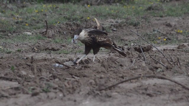 Caracara huppé (cheriway) - ML287183971