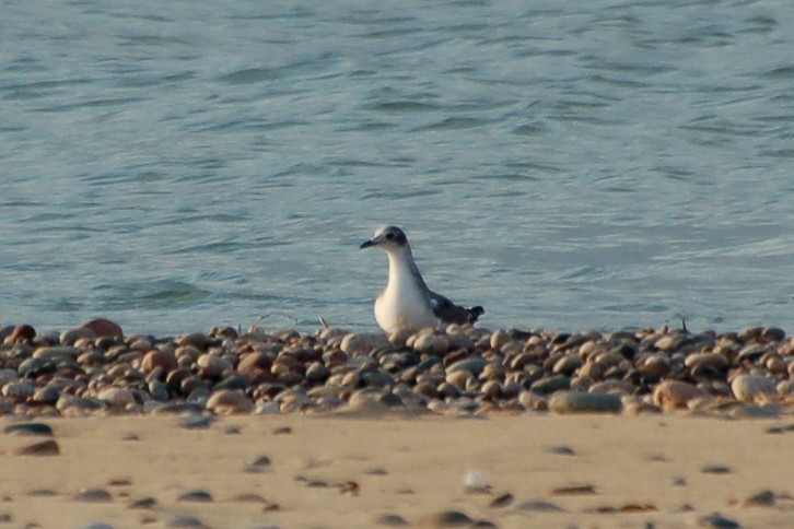 Sabine's Gull - ML287184011