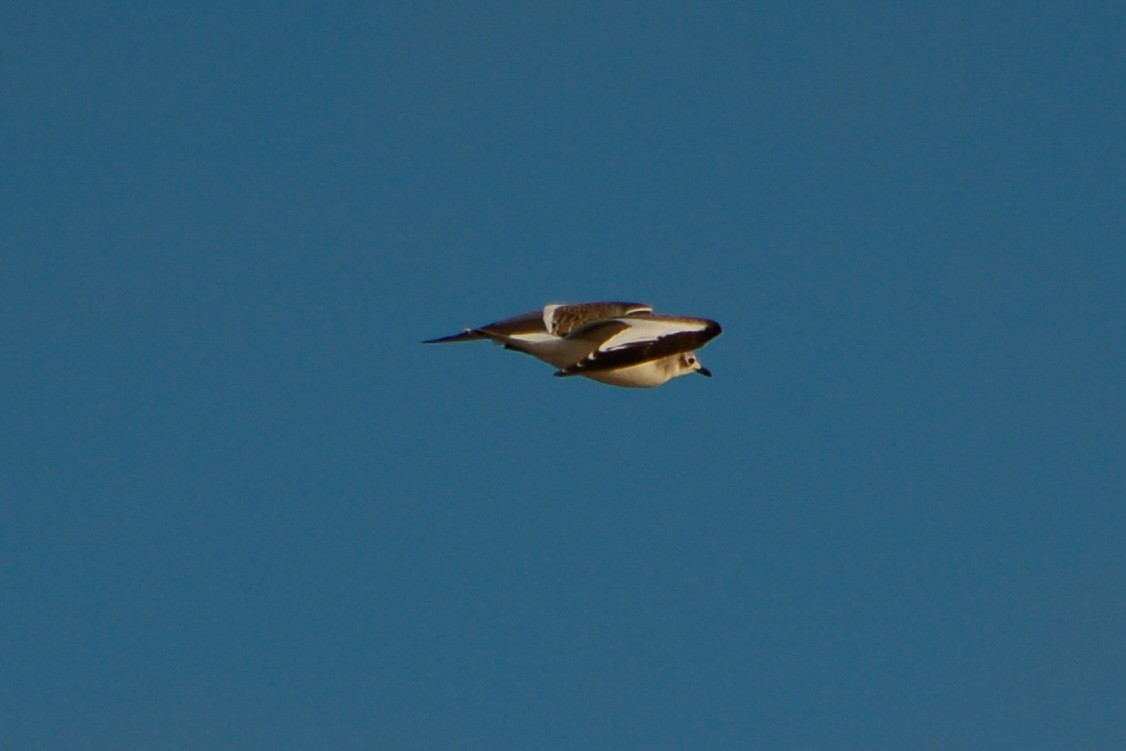 Sabine's Gull - ML287184021