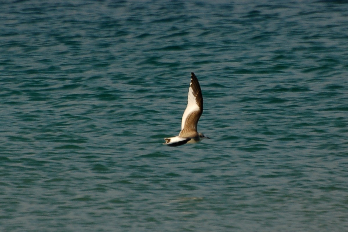 Sabine's Gull - ML287184031