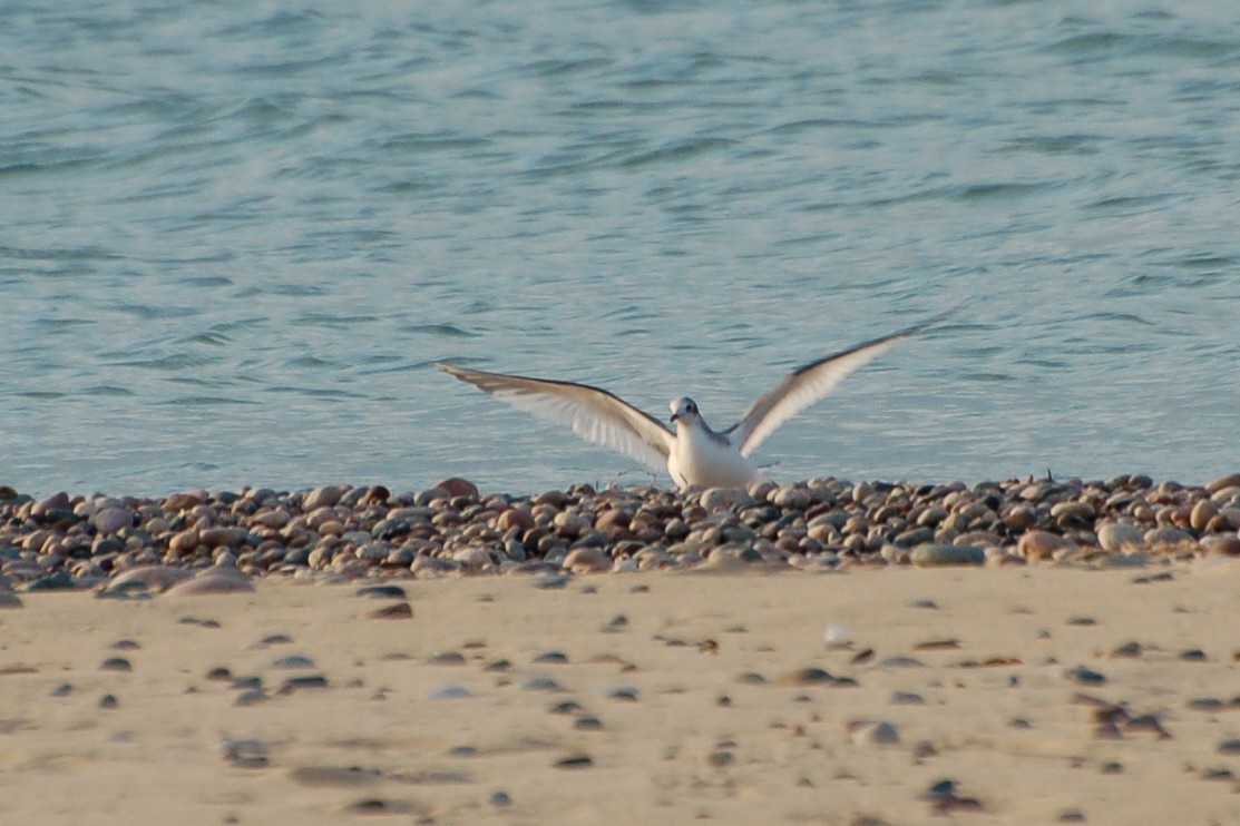 Sabine's Gull - Cory Gregory