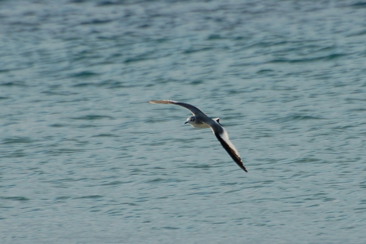 Sabine's Gull - ML287184061