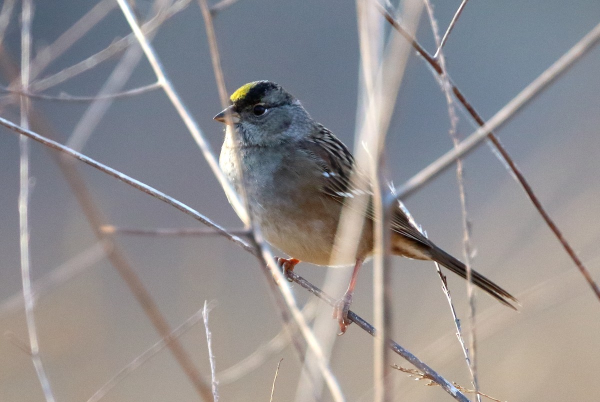 Golden-crowned Sparrow - David Barton