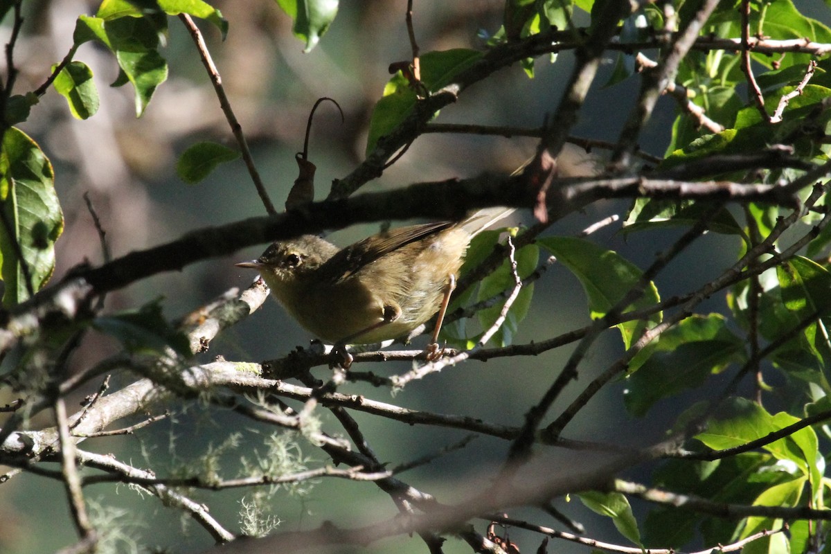 Madagaskar Çalı Ötleğeni (longicaudata) - ML287185111