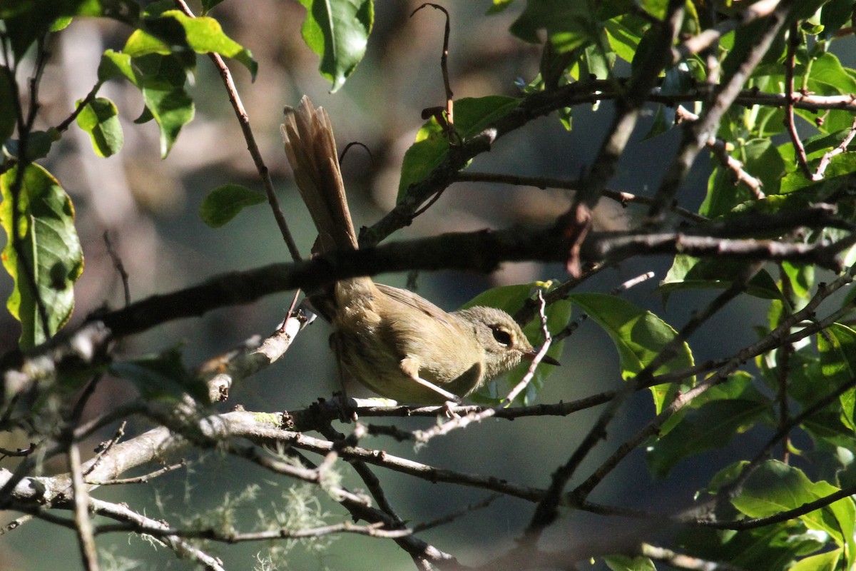 Madagaskar Çalı Ötleğeni (longicaudata) - ML287185121