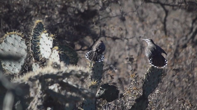 Kaktuszaunkönig - ML287186341