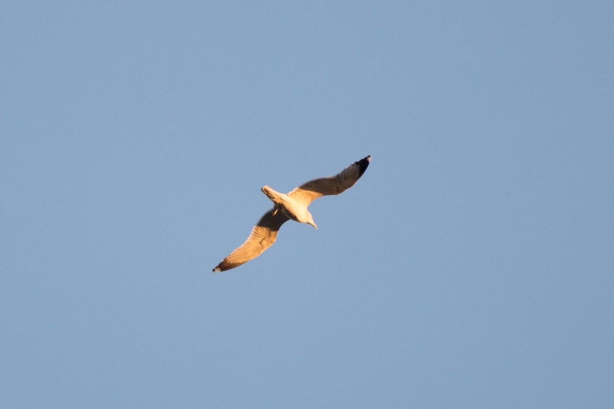 Gaviota Californiana - ML287186841