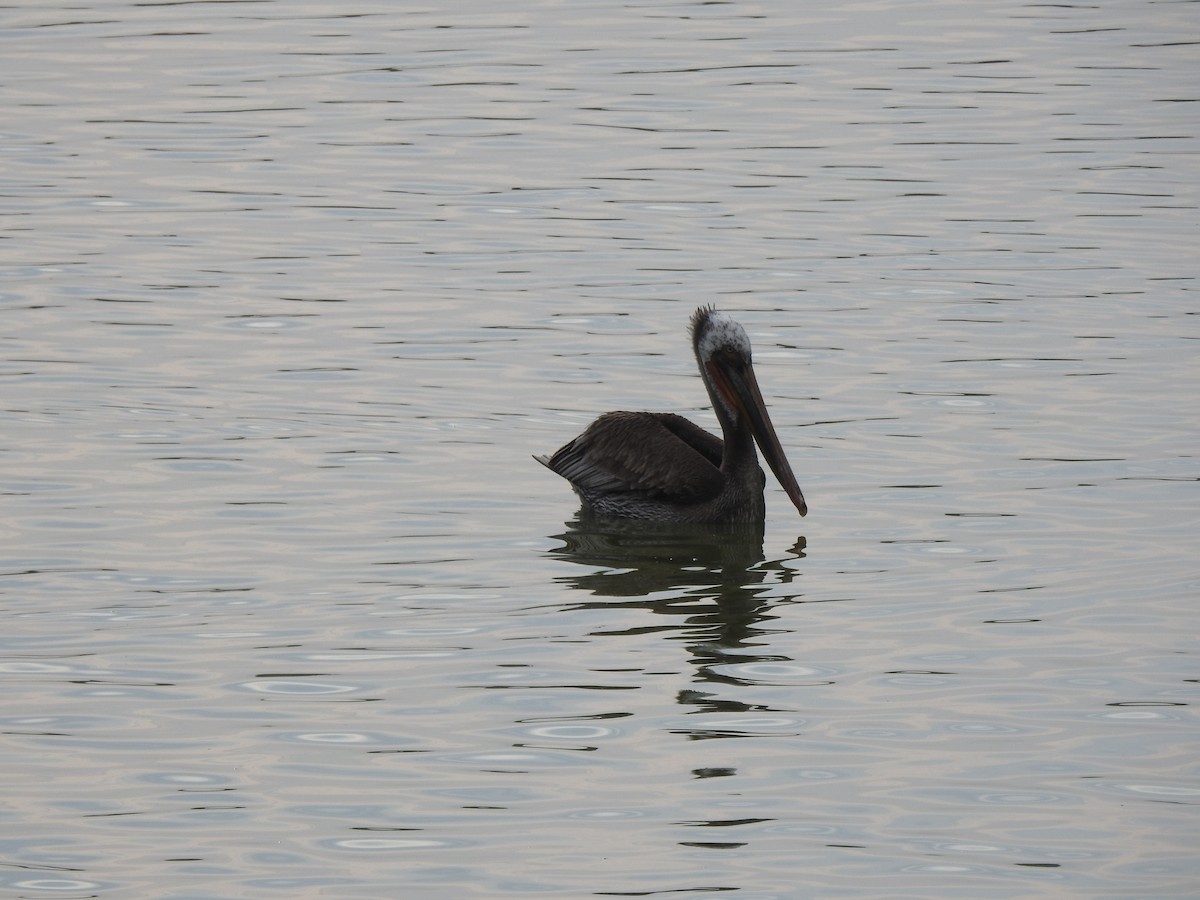 Brown Pelican - ML287186871