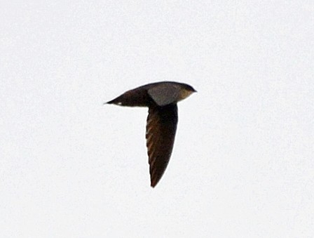 Chimney Swift - ML28718701