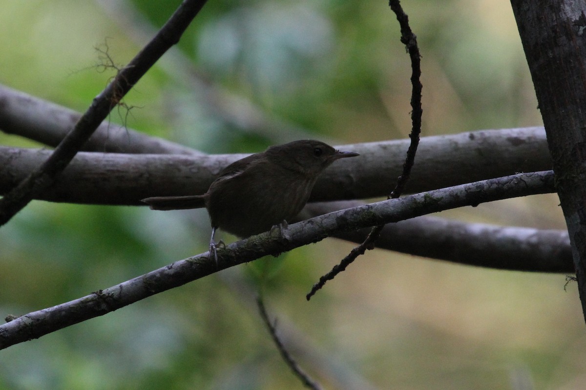 Grande Comore Brush-Warbler - Charles Davies