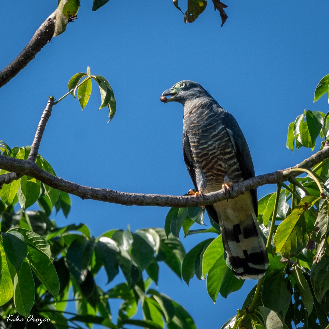 Hook-billed Kite - ML287187411