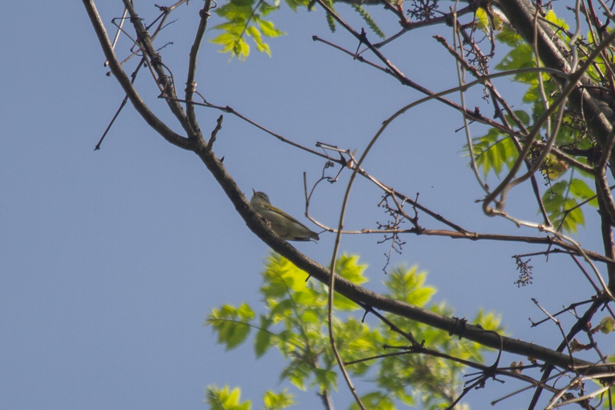 Tennessee Warbler - Griffin Richards