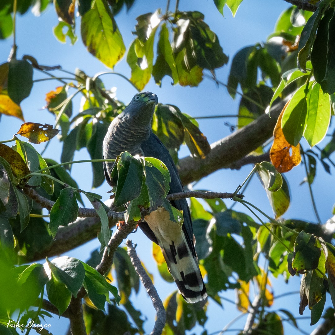 Hook-billed Kite - ML287187511