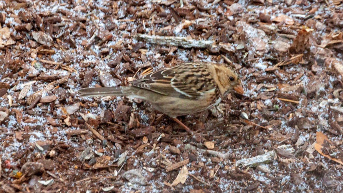 Harris's Sparrow - ML287187891